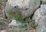 Pulsatilla regeliana