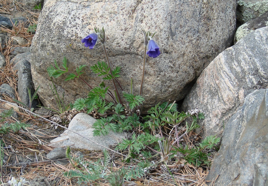 Image of Pulsatilla regeliana specimen.