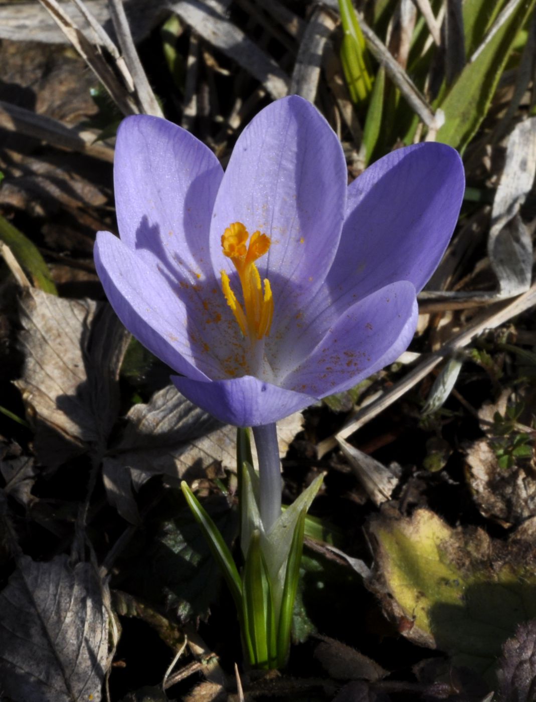 Image of Crocus veluchensis specimen.