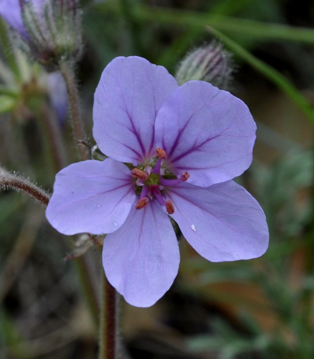 Изображение особи Erodium absinthoides.