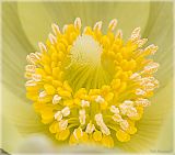 Pulsatilla patens