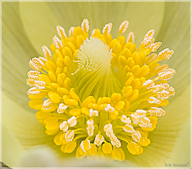 Изображение особи Pulsatilla patens.