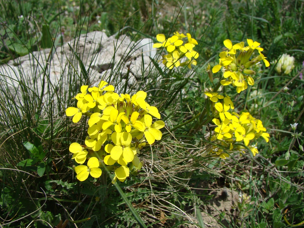 Image of Erysimum callicarpum specimen.