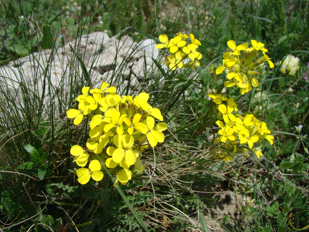 Изображение особи Erysimum callicarpum.