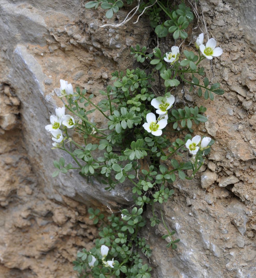 Image of Cardamine carnosa specimen.