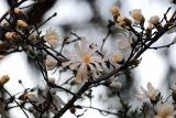 View full-size image Magnolia stellata