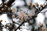 Magnolia stellata