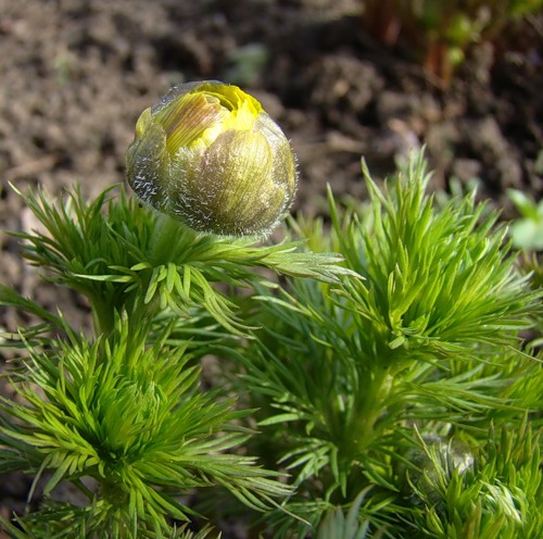 Image of Adonis vernalis specimen.