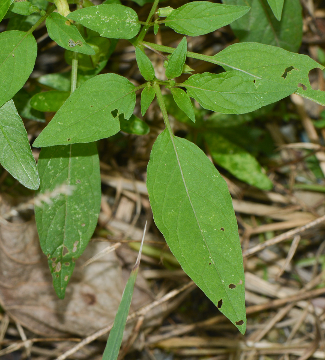 Изображение особи Physalis angulata.