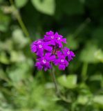 genus Glandularia
