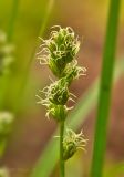 Carex spicata. Верхушка цветущего растения. Молдова, Кишинев, Ботанический сад АН Молдовы. 05.05.2015.