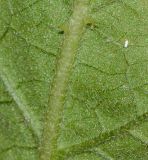 Solanum undatum