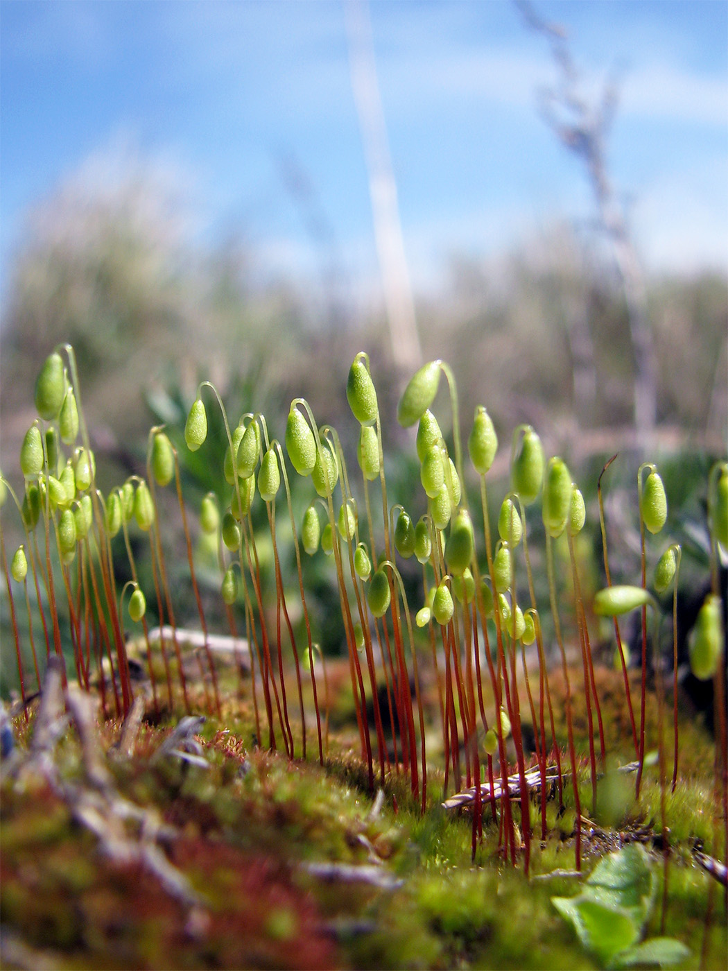 Изображение особи род Bryum.