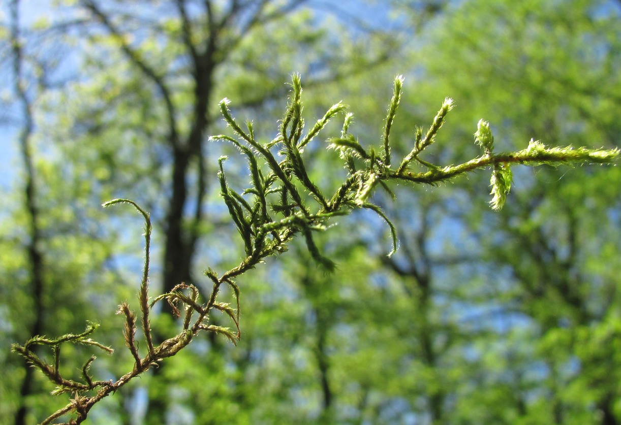 Image of Antitrichia curtipendula specimen.