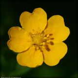 Potentilla goldbachii