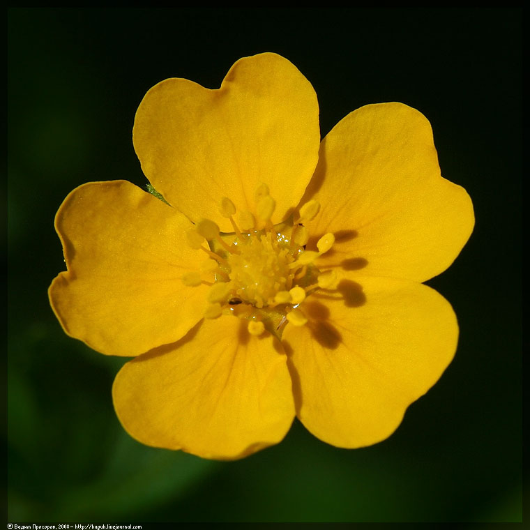 Изображение особи Potentilla goldbachii.