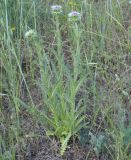 Carduus thoermeri