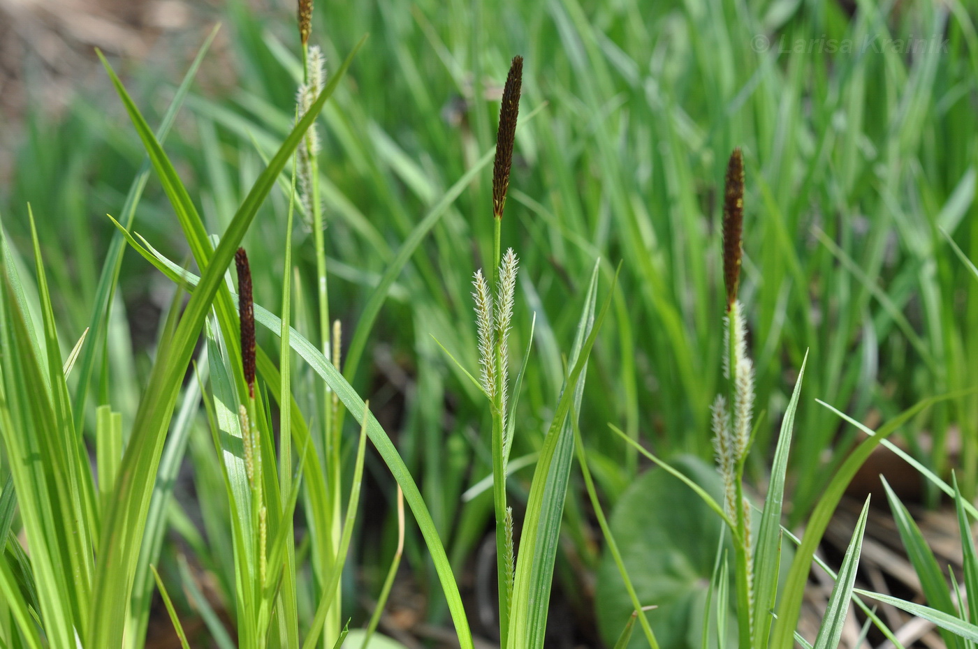 Image of Carex dispalata specimen.
