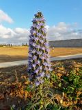 Echium acanthocarpum