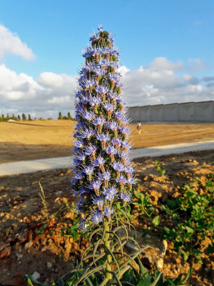 Изображение особи Echium acanthocarpum.