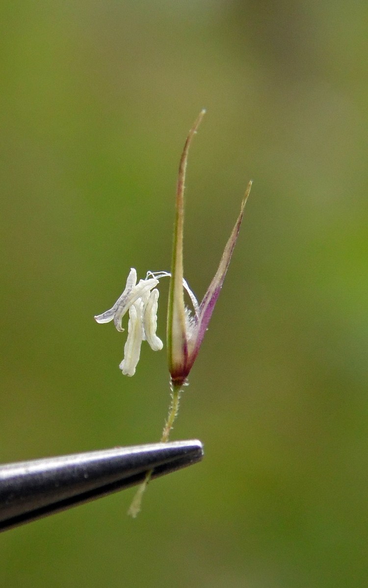 Image of Calamagrostis pseudophragmites specimen.