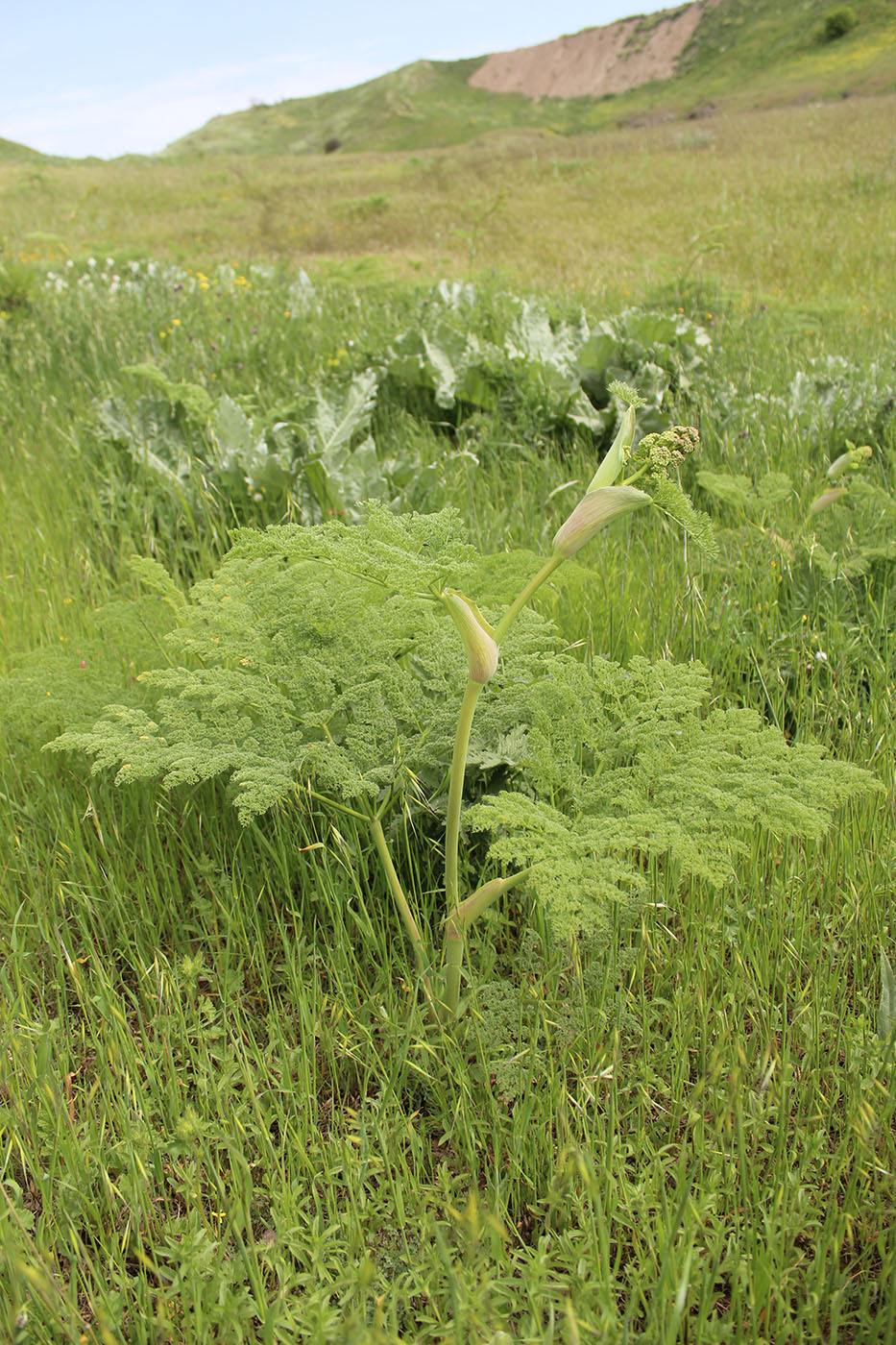 Изображение особи Ferula kopetdaghensis.