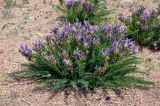 Oxytropis pseudoglandulosa. Цветущее растение. Монголия, аймак Завхан, западные отроги хребта Хангай, ≈ 2000 м н.у.м., каменистая сухая степь. 08.06.2017.