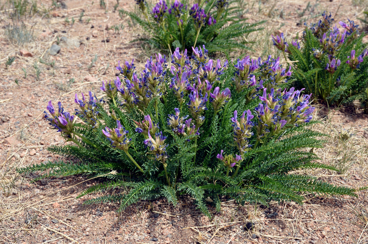 Изображение особи Oxytropis pseudoglandulosa.