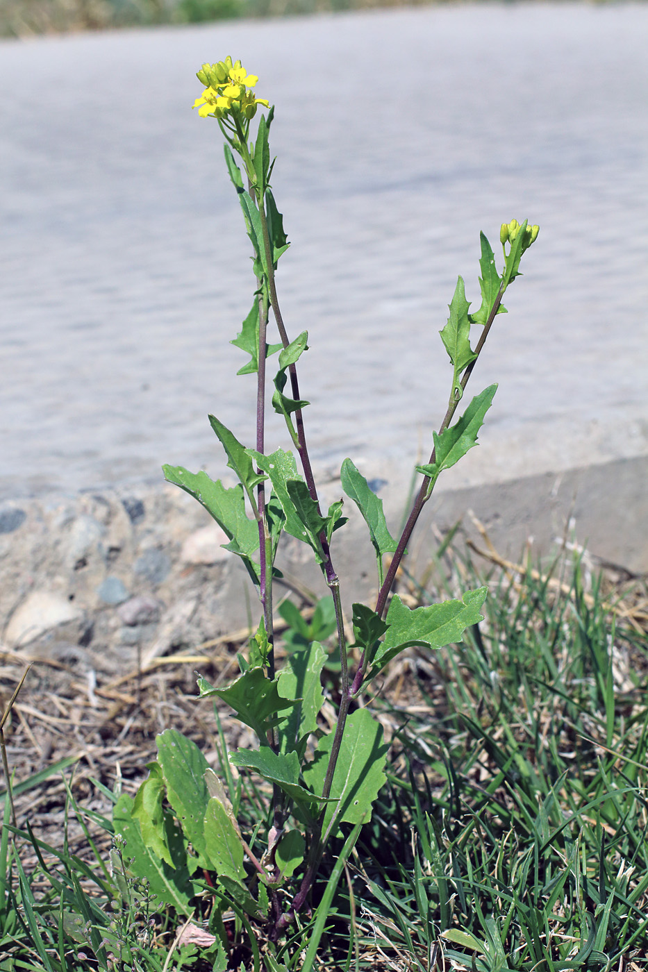 Image of familia Brassicaceae specimen.