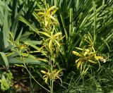 Asphodeline liburnica