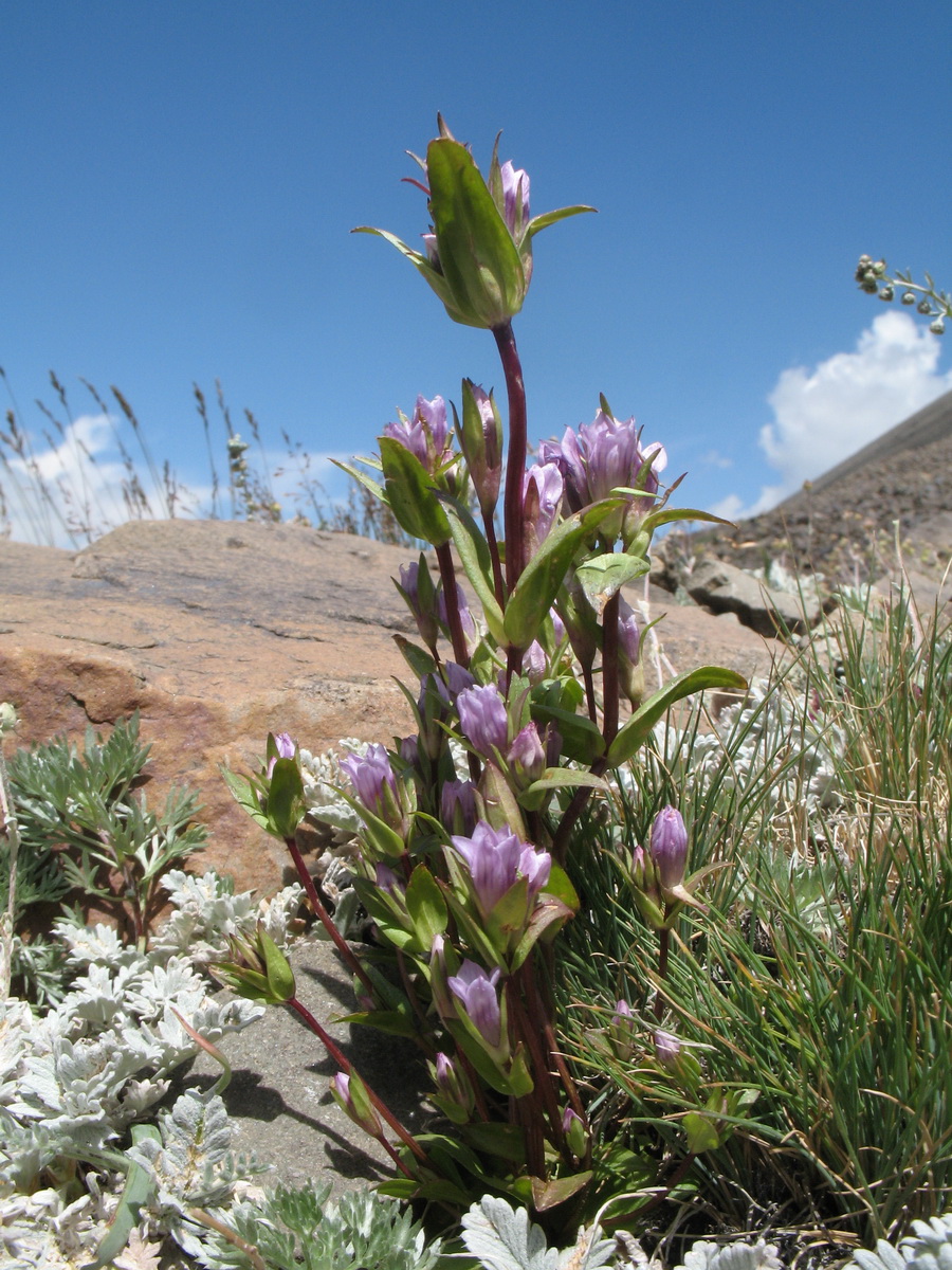 Изображение особи Gentianella turkestanorum.