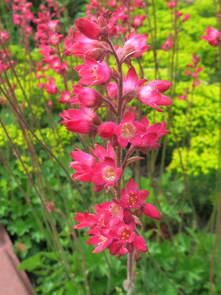 Image of Heuchera sanguinea specimen.