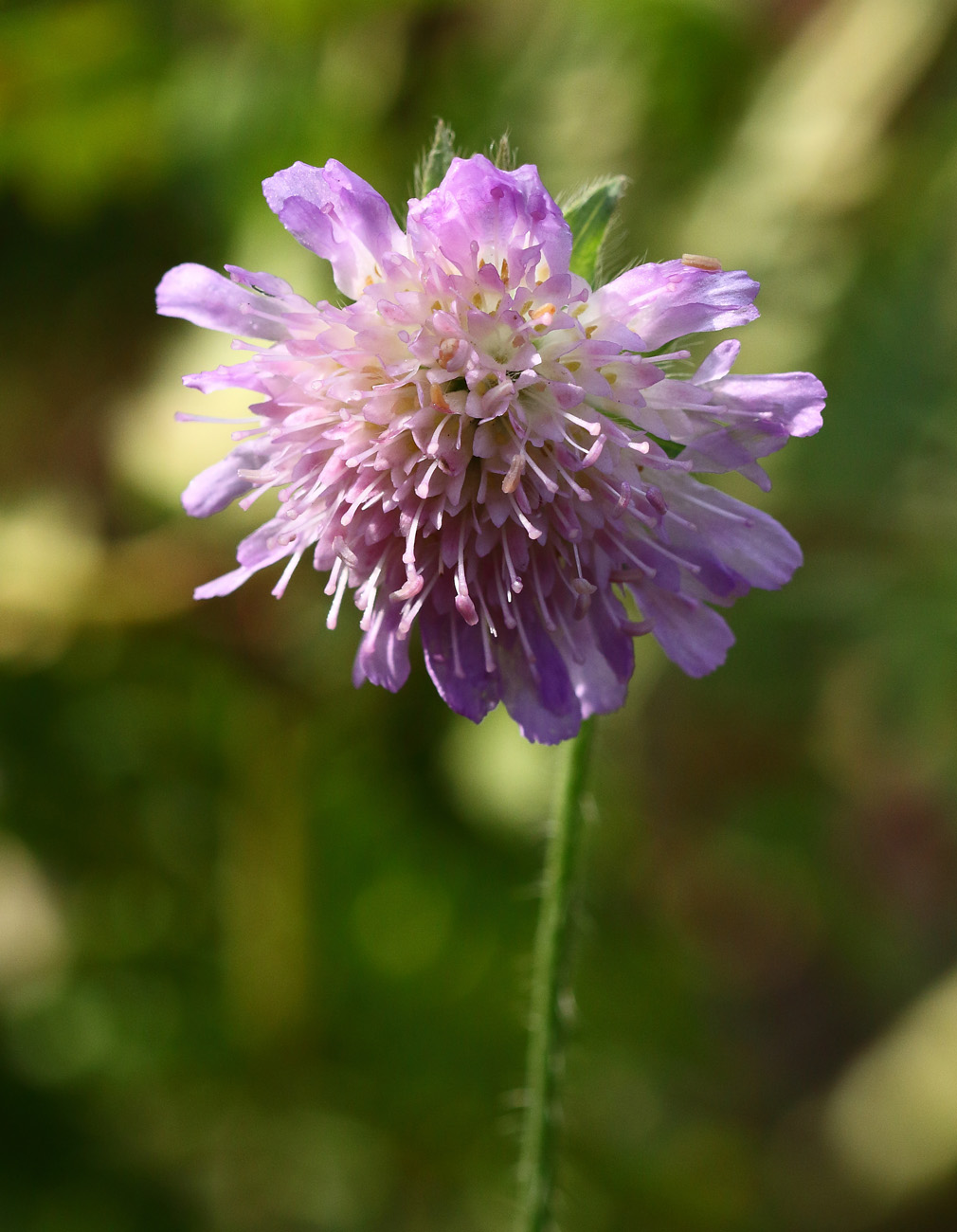 Изображение особи Knautia arvensis.