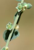 Andrachne rotundifolia
