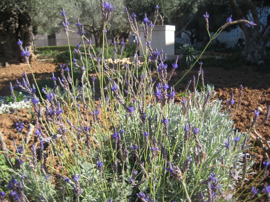 Image of Lavandula multifida specimen.