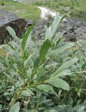 Salix pantosericea. Верхушка ветви. Кабардино-Балкария, Эльбрусский р-н, долина р. Юсеньги, ок. 2500 м н.у.м., близ реки Юсеньги. 25.08.2017.