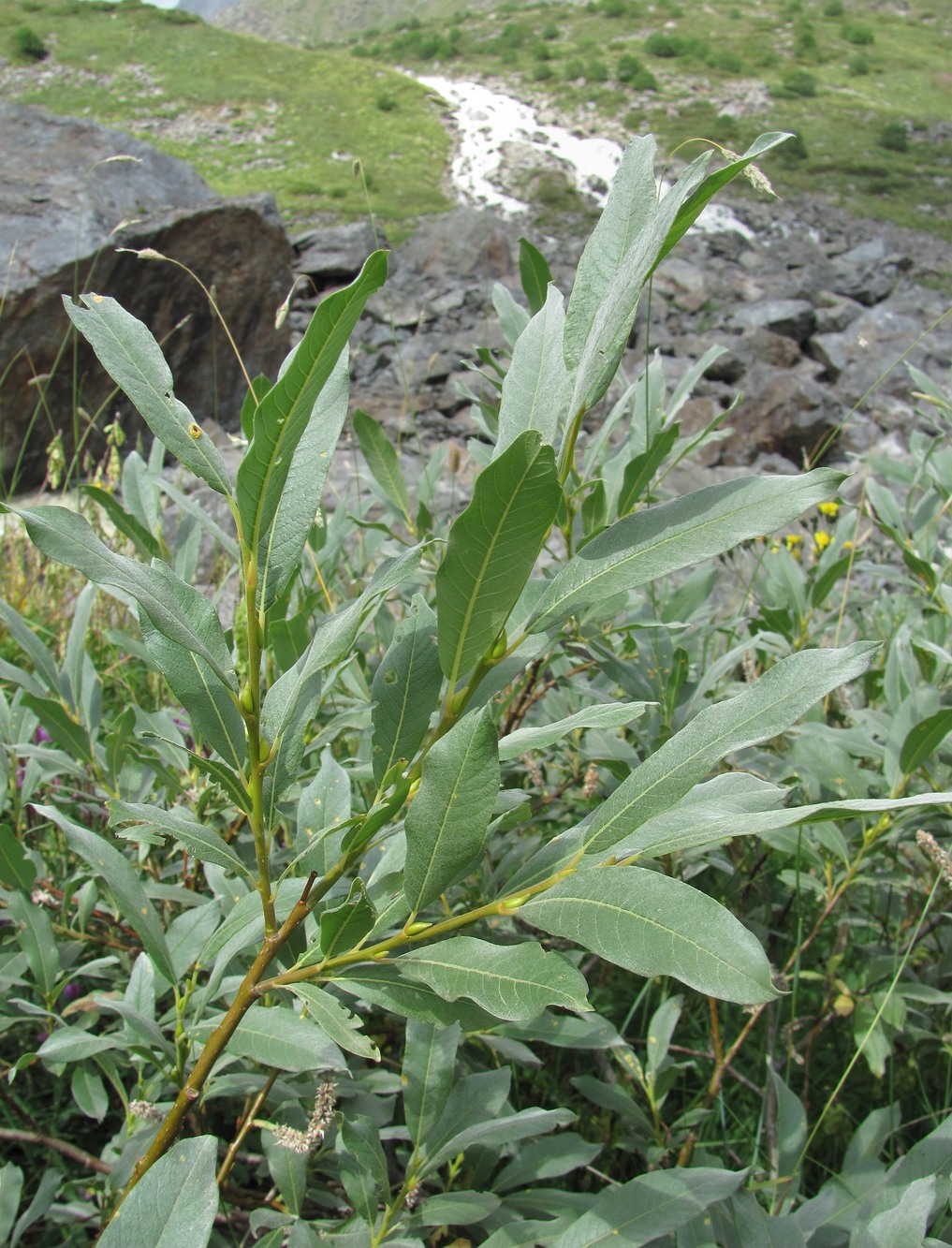 Изображение особи Salix pantosericea.