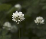 Trifolium repens