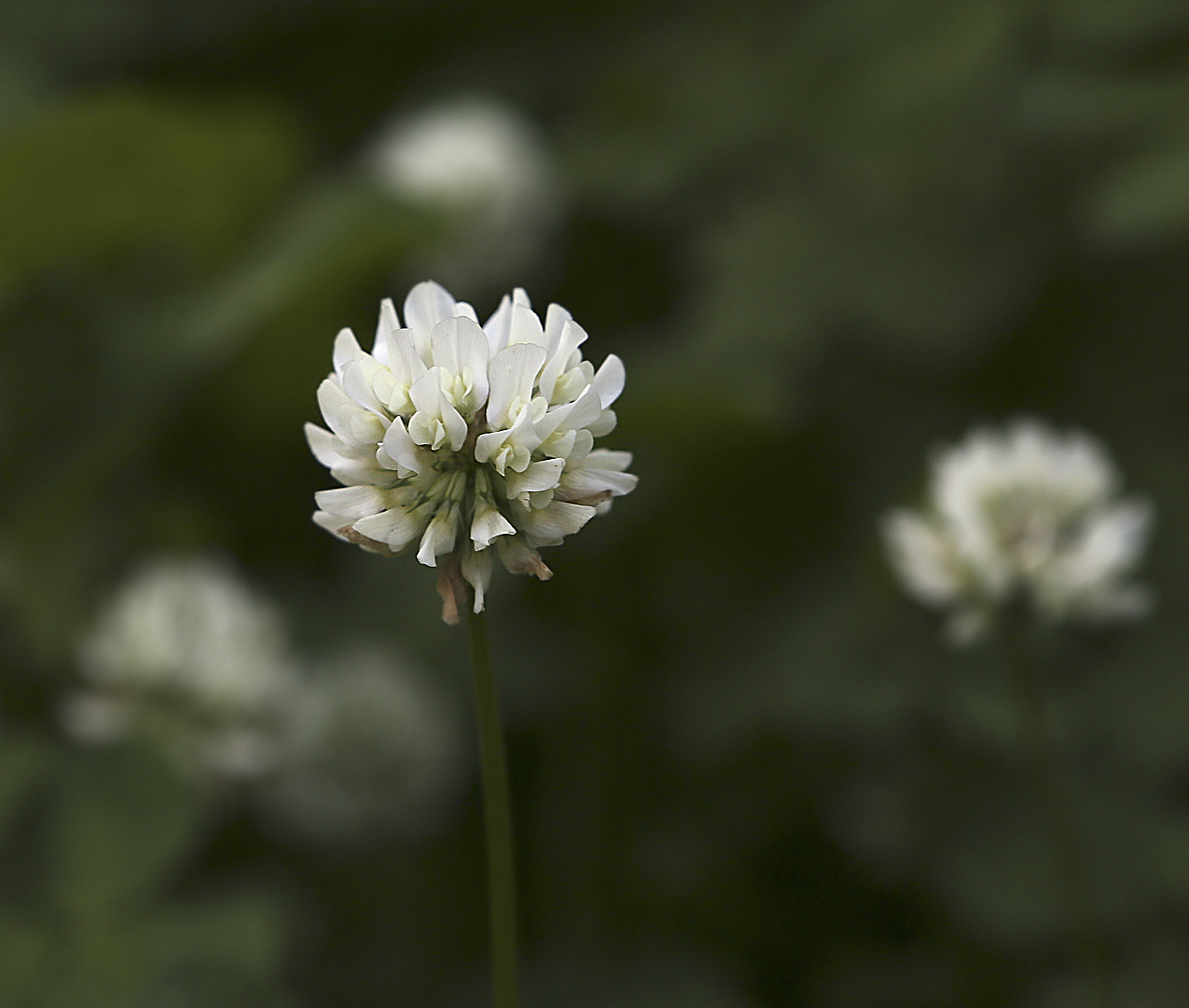 Image of Trifolium repens specimen.