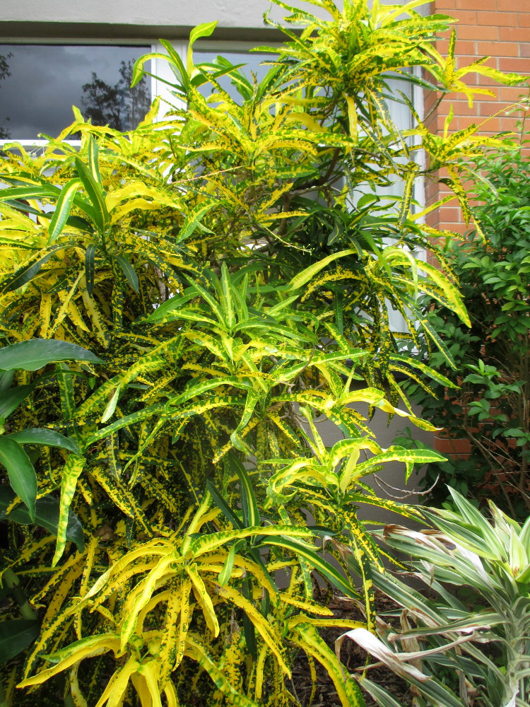 Image of Codiaeum variegatum specimen.
