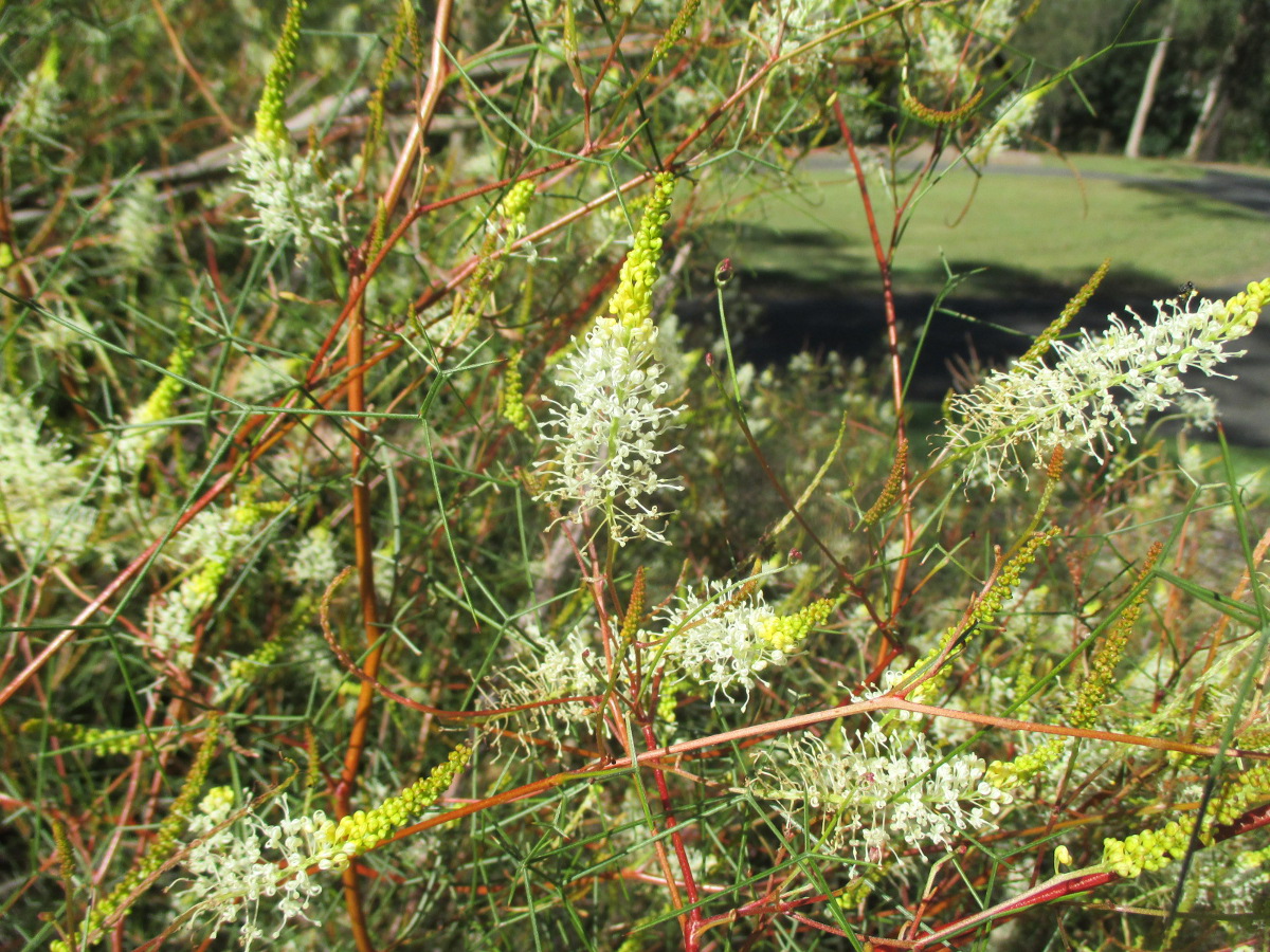 Изображение особи Grevillea intricata.