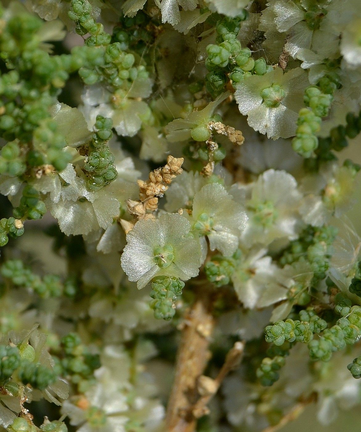Image of Salsola dendroides specimen.