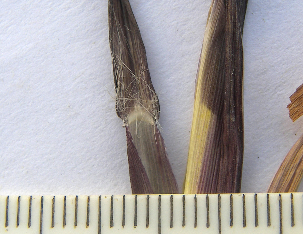 Image of Setaria pumila specimen.