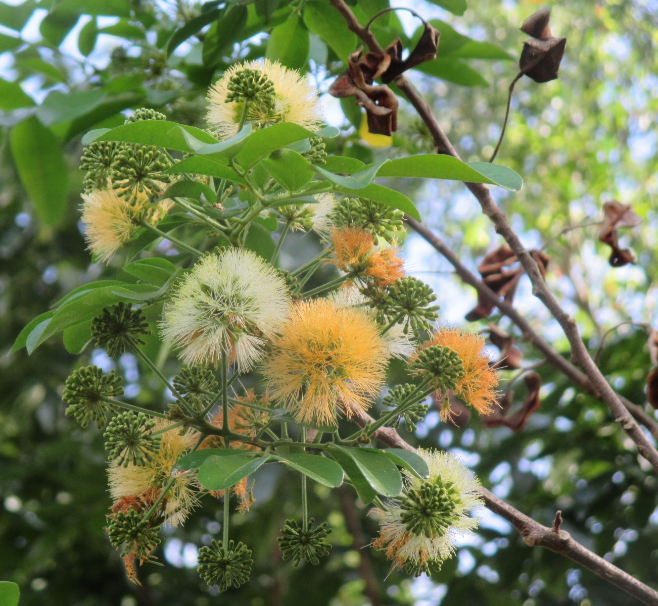 Изображение особи Pararchidendron pruinosum.