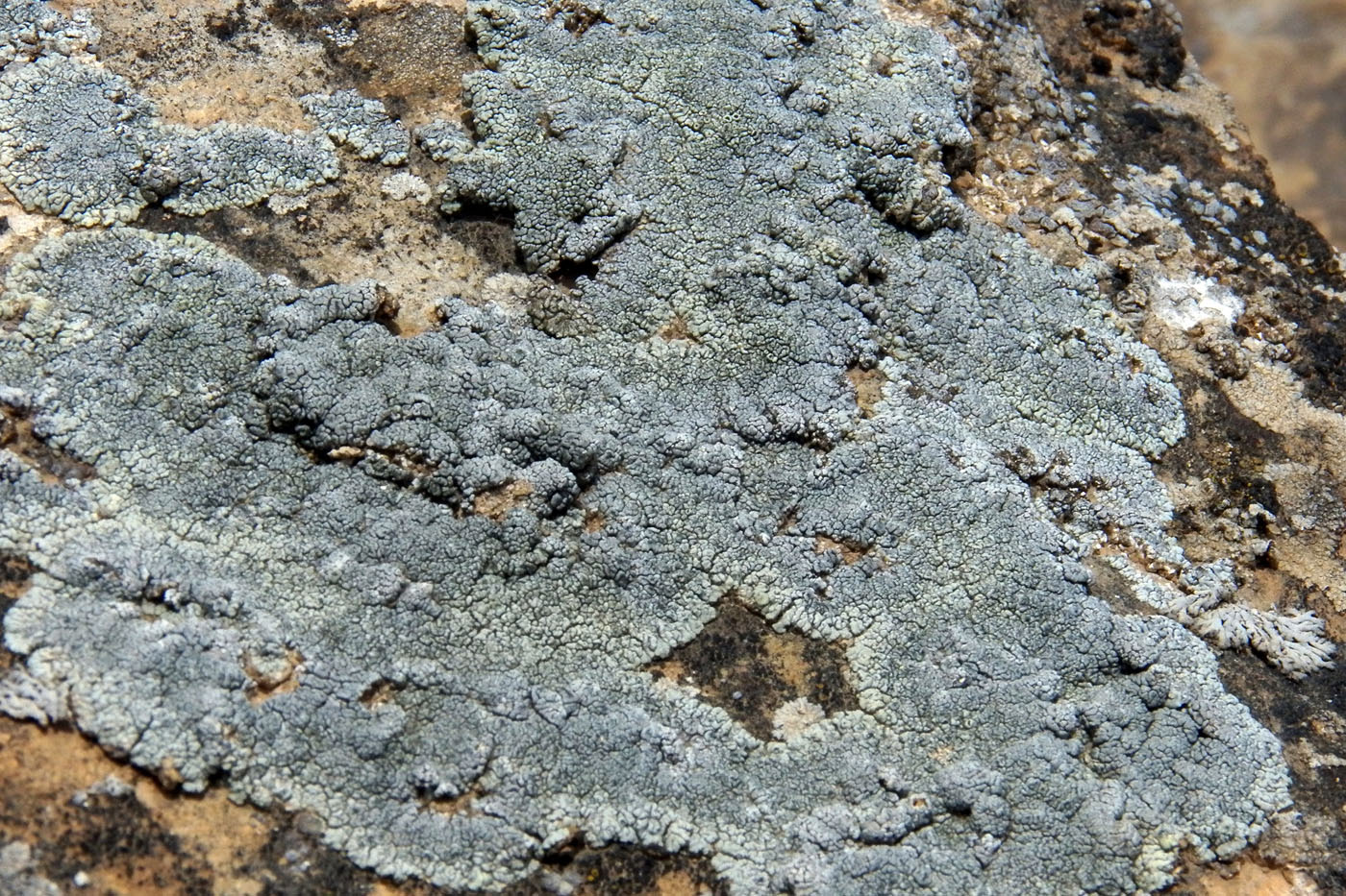 Image of familia Lecanoraceae specimen.
