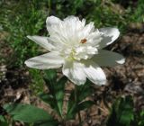 Anemone nemorosa