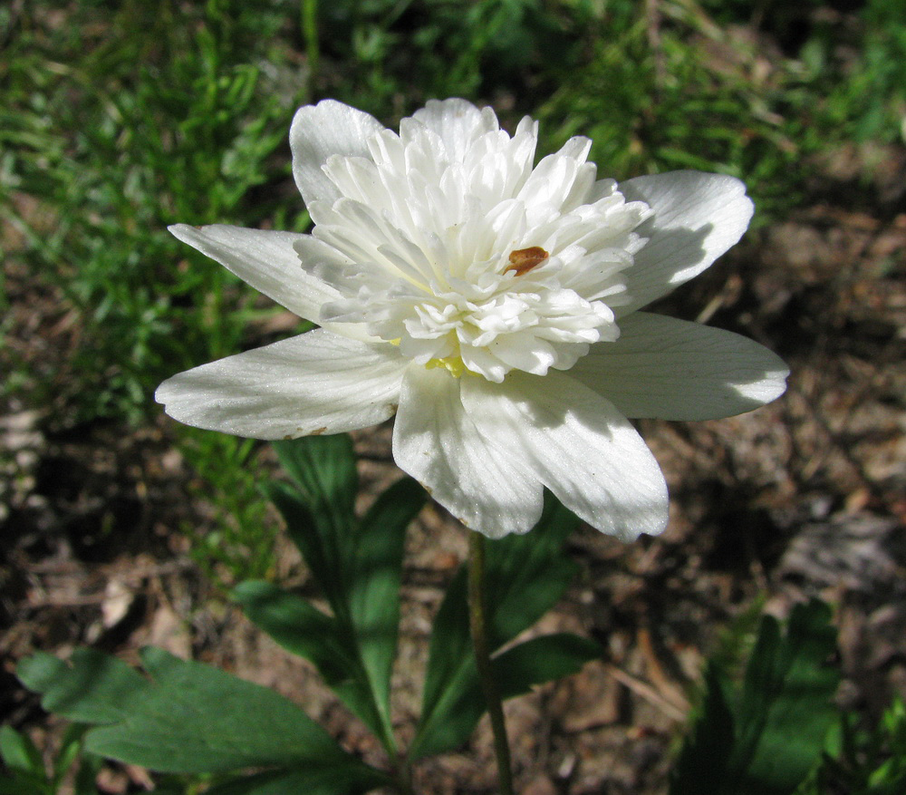 Изображение особи Anemone nemorosa.