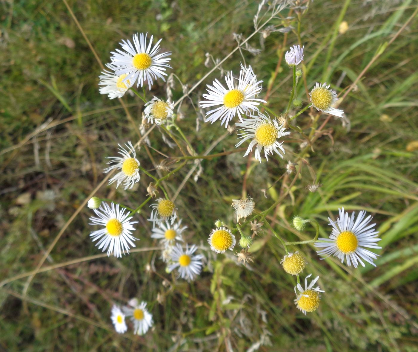 Image of Erigeron annuus specimen.