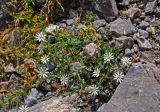 Stellaria brachypetala. Цветущее растение. Таджикистан, Фанские горы, окр. Мутного озера, ≈ 3500 м н.у.м., каменистый склон. 02.08.2017.