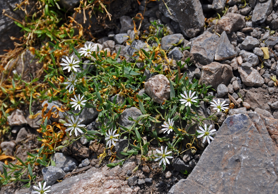 Image of Stellaria brachypetala specimen.